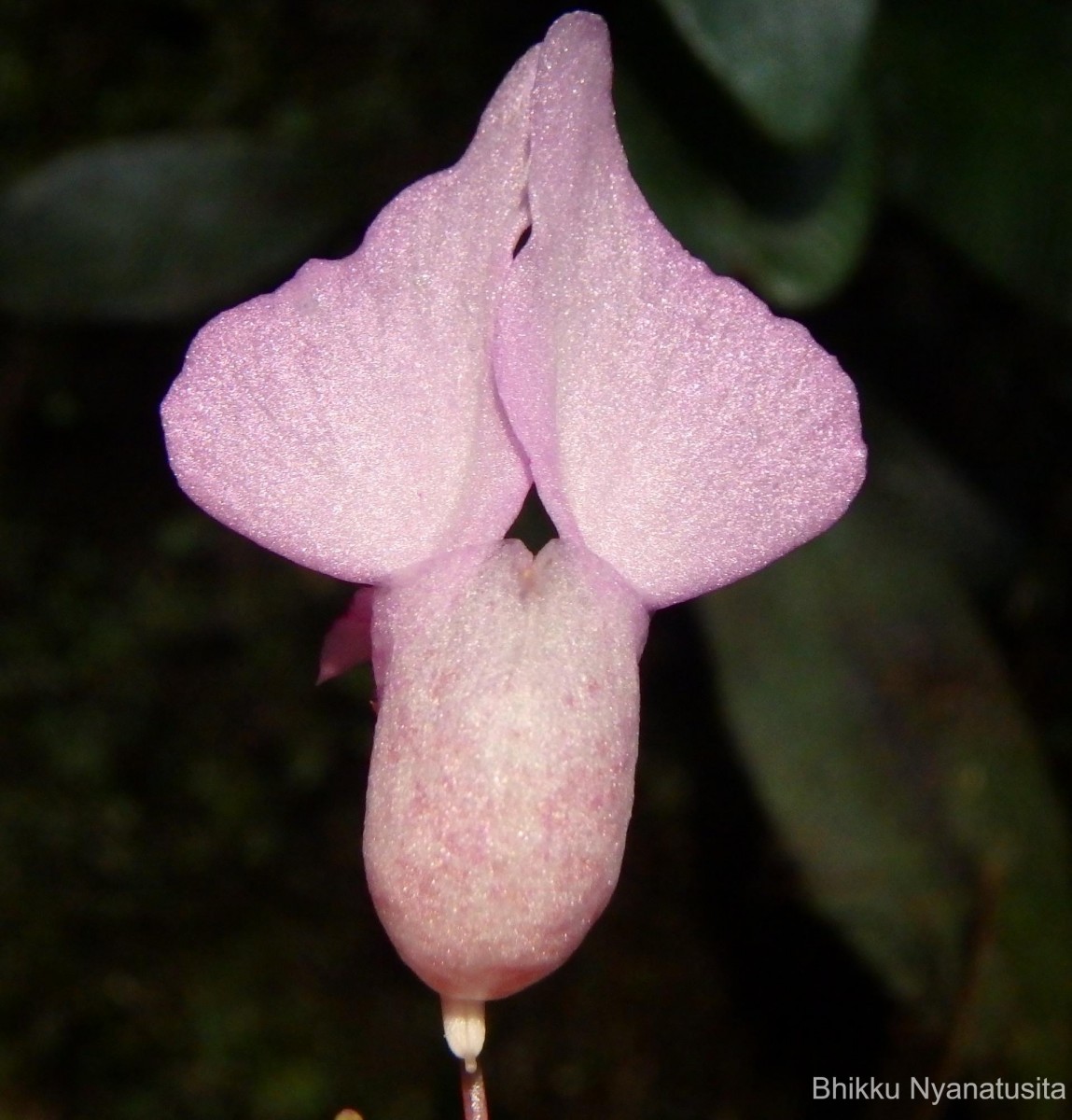 Impatiens thwaitesii Hook.f. ex Grey-Wilson